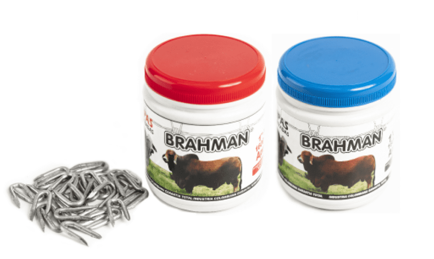 brahman